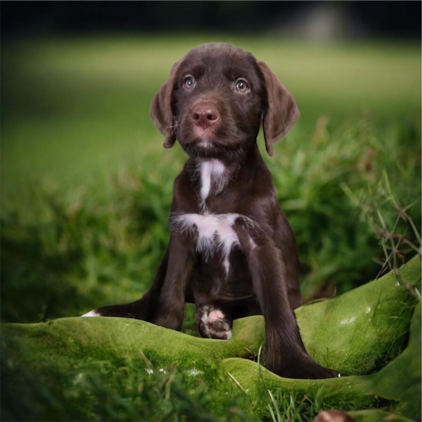 Camus, an adoptable German Shorthaired Pointer, Labradoodle in Brownstown, IN, 47220 | Photo Image 1