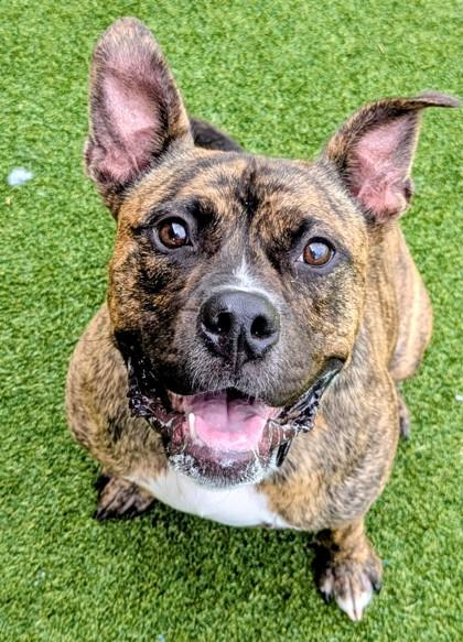 Zeke, Adoptable, Adult Male Mixed Breed & Mixed Breed.