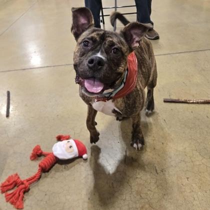 Enlarge Zeke, a Adoptable Mixed Breed in Independence, MO image 1/1