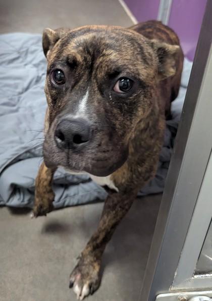 Zeke, Adoptable, Adult Male Mixed Breed & Mixed Breed.