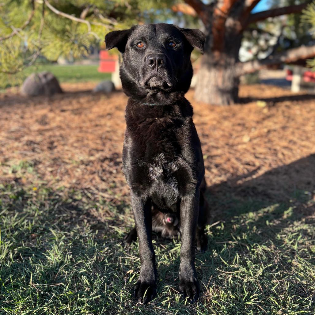 Bruce Wayne, a Adoptable mixed breed in Fargo, ND image 1/6
