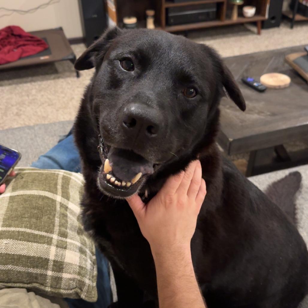 Enlarge Bruce Wayne, a Adoptable mixed breed in Fargo, ND image 2/6