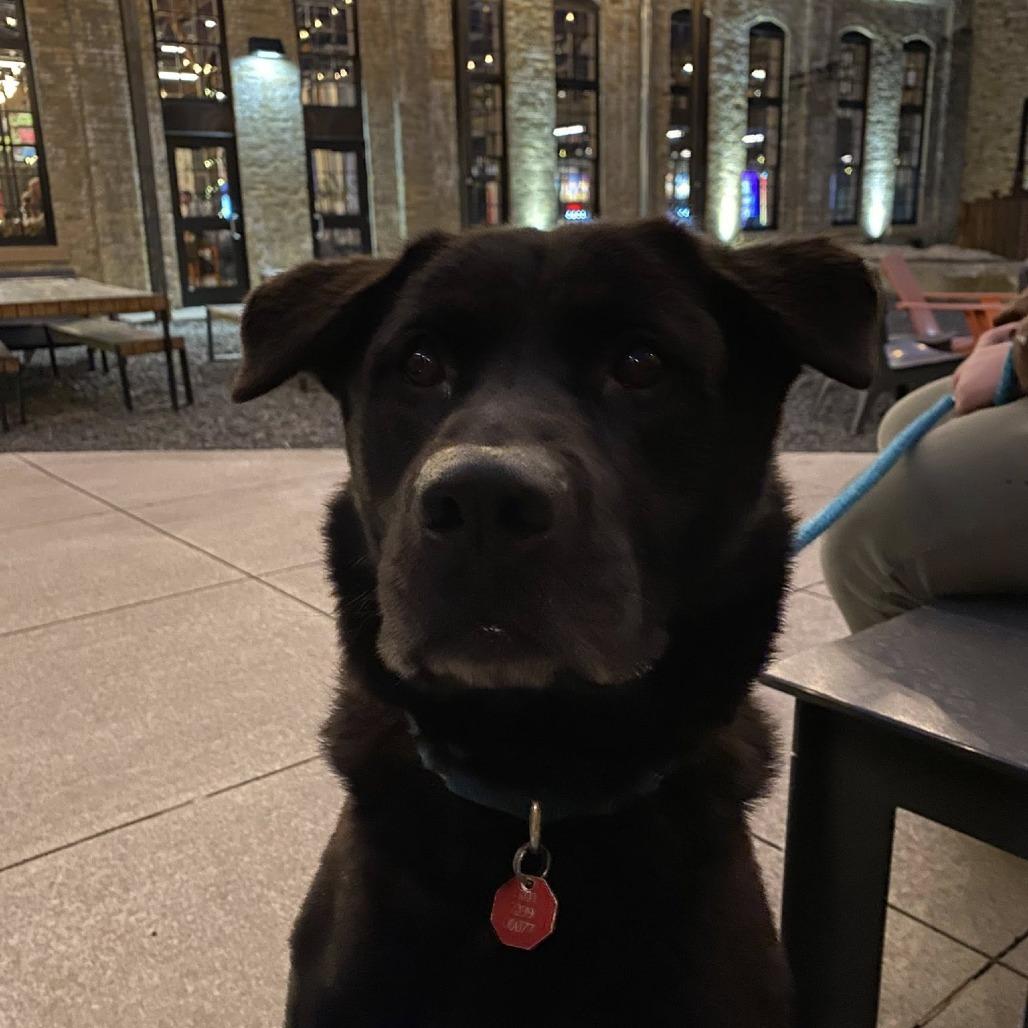 Bruce Wayne, a Adoptable mixed breed in Fargo, ND image 2/6