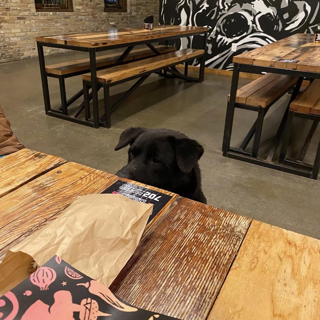 Bruce Wayne, a Adoptable mixed breed in Fargo, ND image 3/6