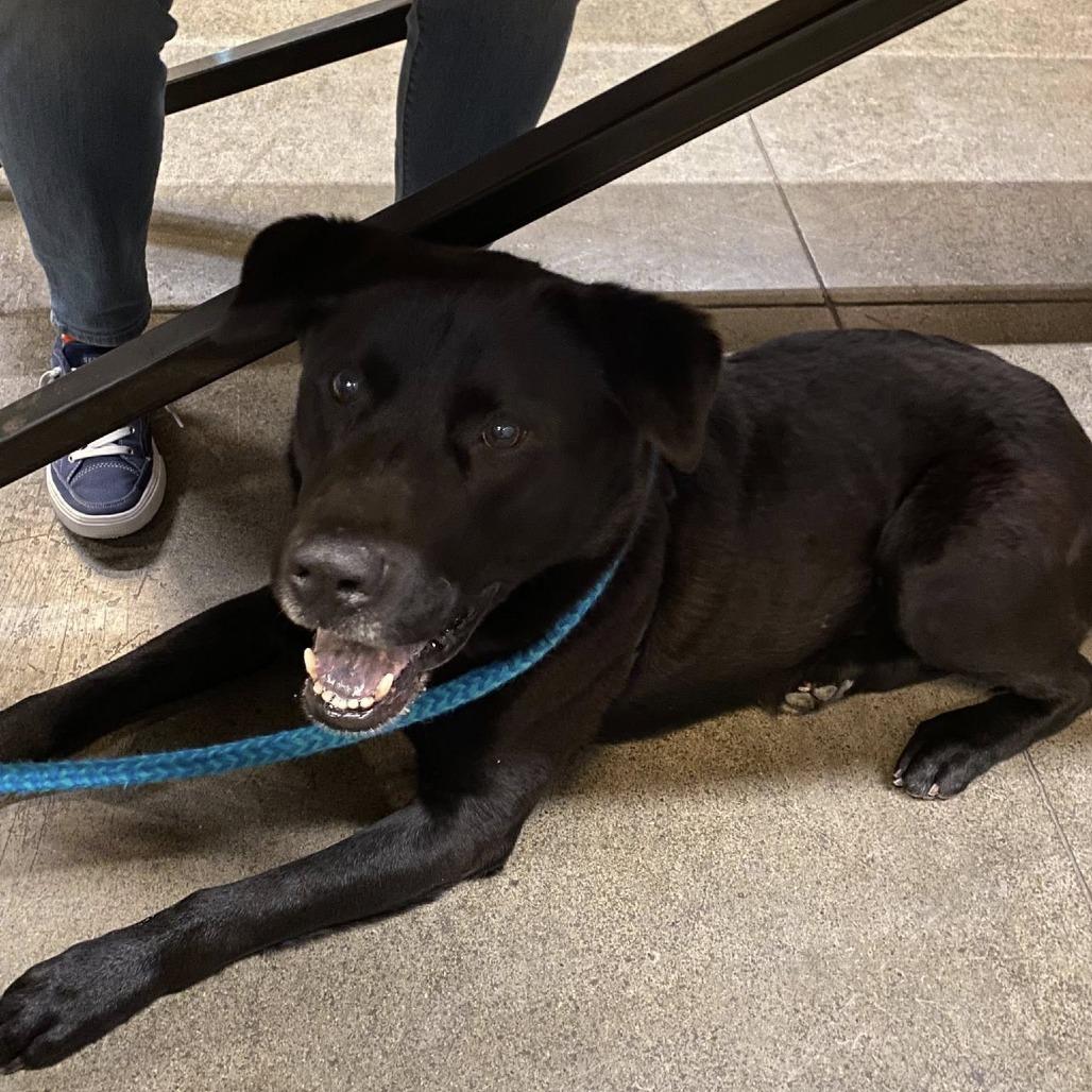 Bruce Wayne, a Adoptable mixed breed in Fargo, ND image 4/6