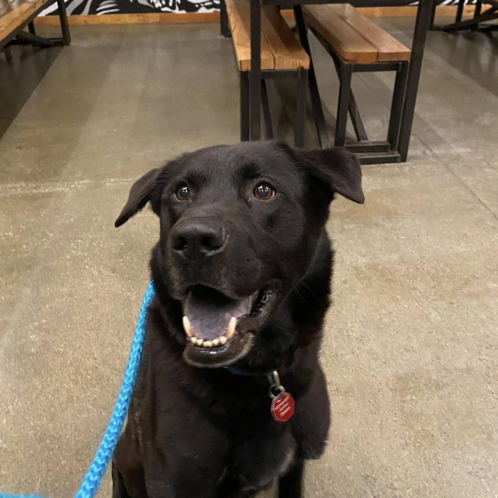 Bruce Wayne, a Adoptable mixed breed in Fargo, ND image 5/6