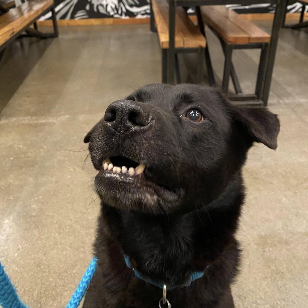 Enlarge Bruce Wayne, a Adoptable mixed breed in Fargo, ND image 5/6