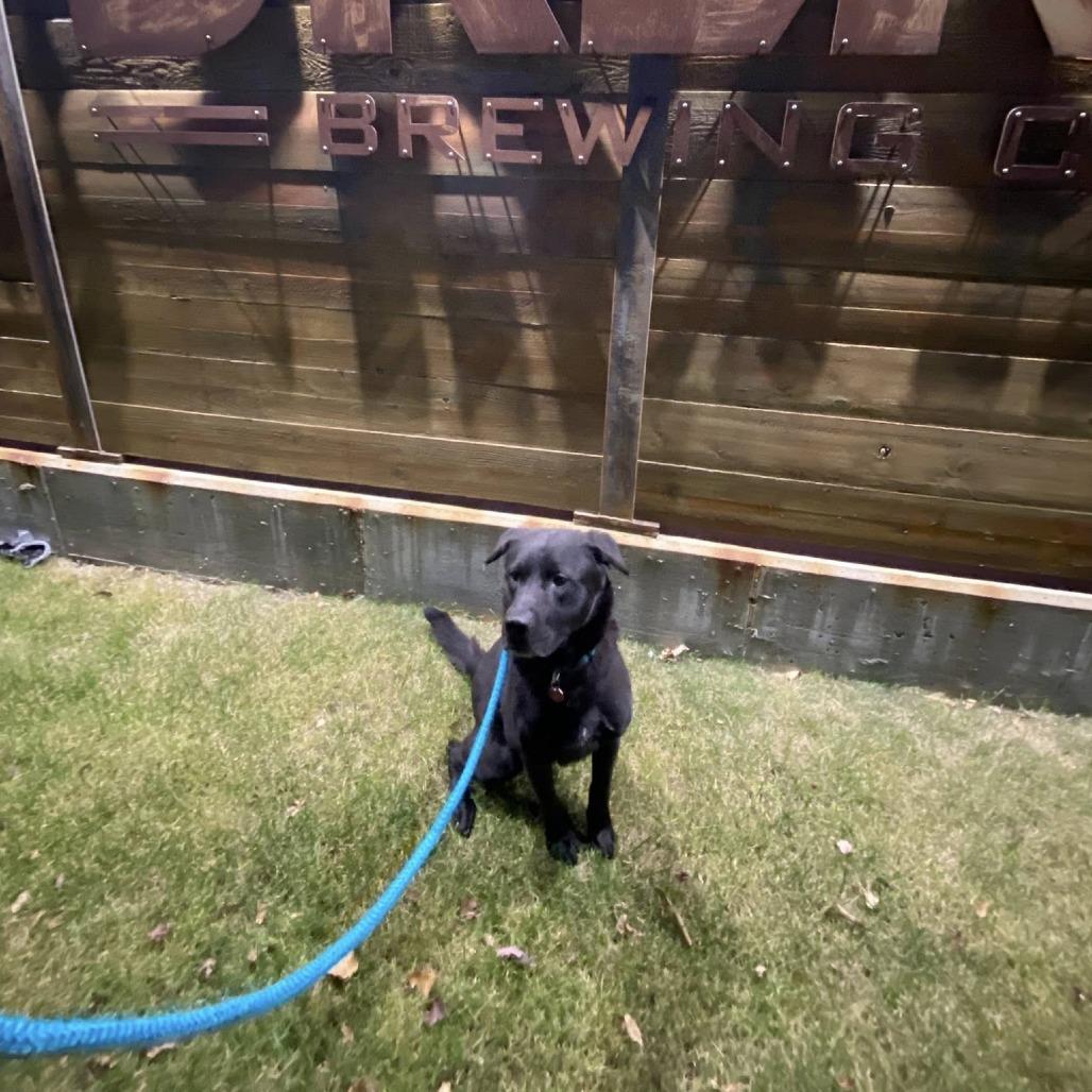 Bruce Wayne, a Adoptable mixed breed in Fargo, ND image 6/6