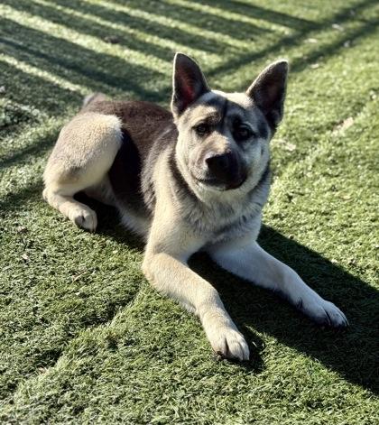 Enlarge Kenya, an adopted mixed breed in Red Bluff, CA image 3/3