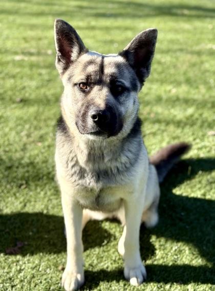 Kenya, ADOPTABLE, Young Female Siberian Husky.