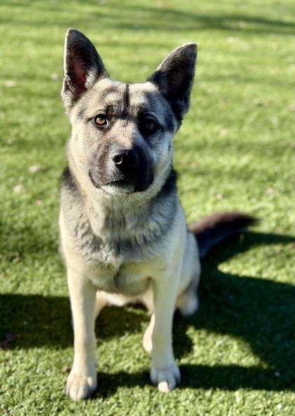 Enlarge Kenya, an adopted mixed breed in Red Bluff, CA image 2/3