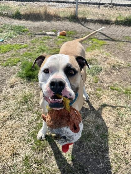 Enlarge Eggnog--SPONSORED ADOPTION FEE, a Adoptable mixed breed in Aberdeen, SD image 1/3