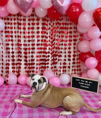 Enlarge Eggnog--SPONSORED ADOPTION FEE, a Adoptable mixed breed in Aberdeen, SD image 2/3