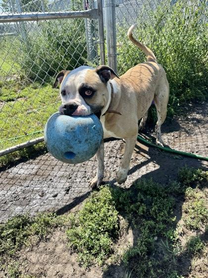 Enlarge Eggnog--SPONSORED ADOPTION FEE, a Adoptable mixed breed in Aberdeen, SD image 3/3