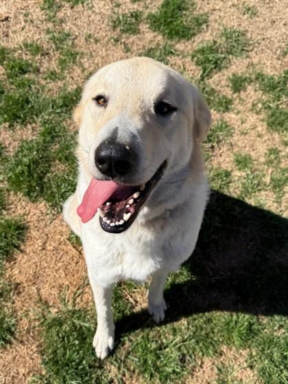 Enlarge Celeste 51538, a ADOPTABLE Mixed Breed in Oklahoma City, OK image 1/3
