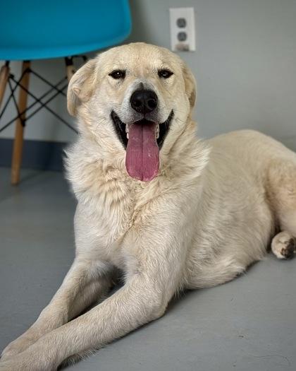 Enlarge Celeste 51538, a ADOPTABLE Mixed Breed in Oklahoma City, OK image 2/3