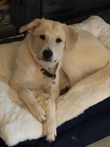 Enlarge Celeste 51538, a ADOPTABLE Mixed Breed in Oklahoma City, OK image 3/3