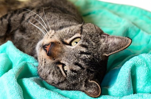 JACK, Adoptable, Young Male Domestic Short Hair.