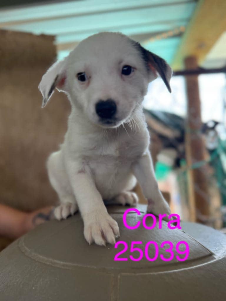 Cora, a Adoptable mixed breed in Mexia, TX image 2/2