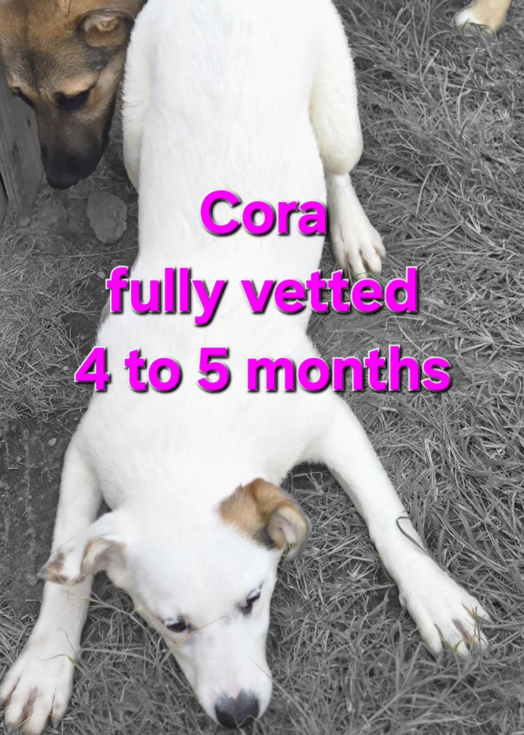 Cora, a Adoptable mixed breed in Mexia, TX image 1/2
