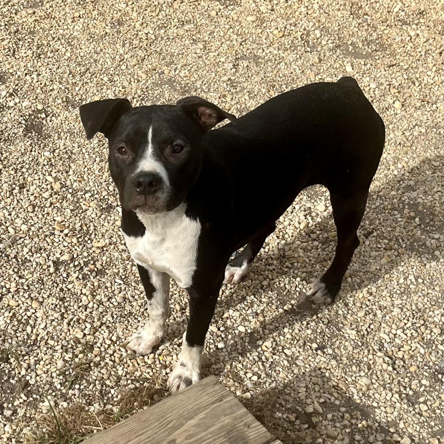 Lisa, Adoptable, Young Female Pit Bull Terrier.