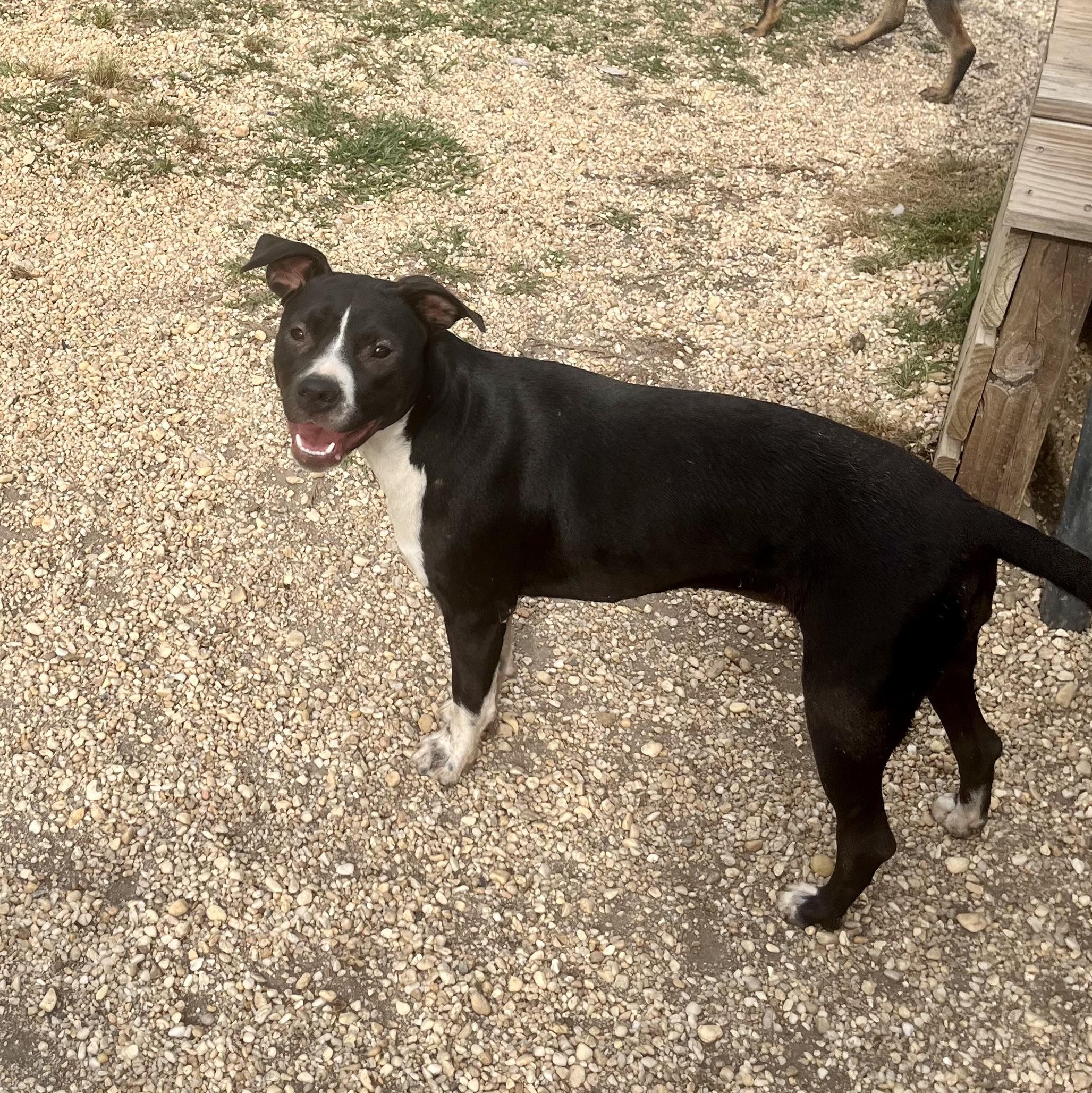 Enlarge Lisa, a Adoptable mixed breed in Brewton, AL image 4/4