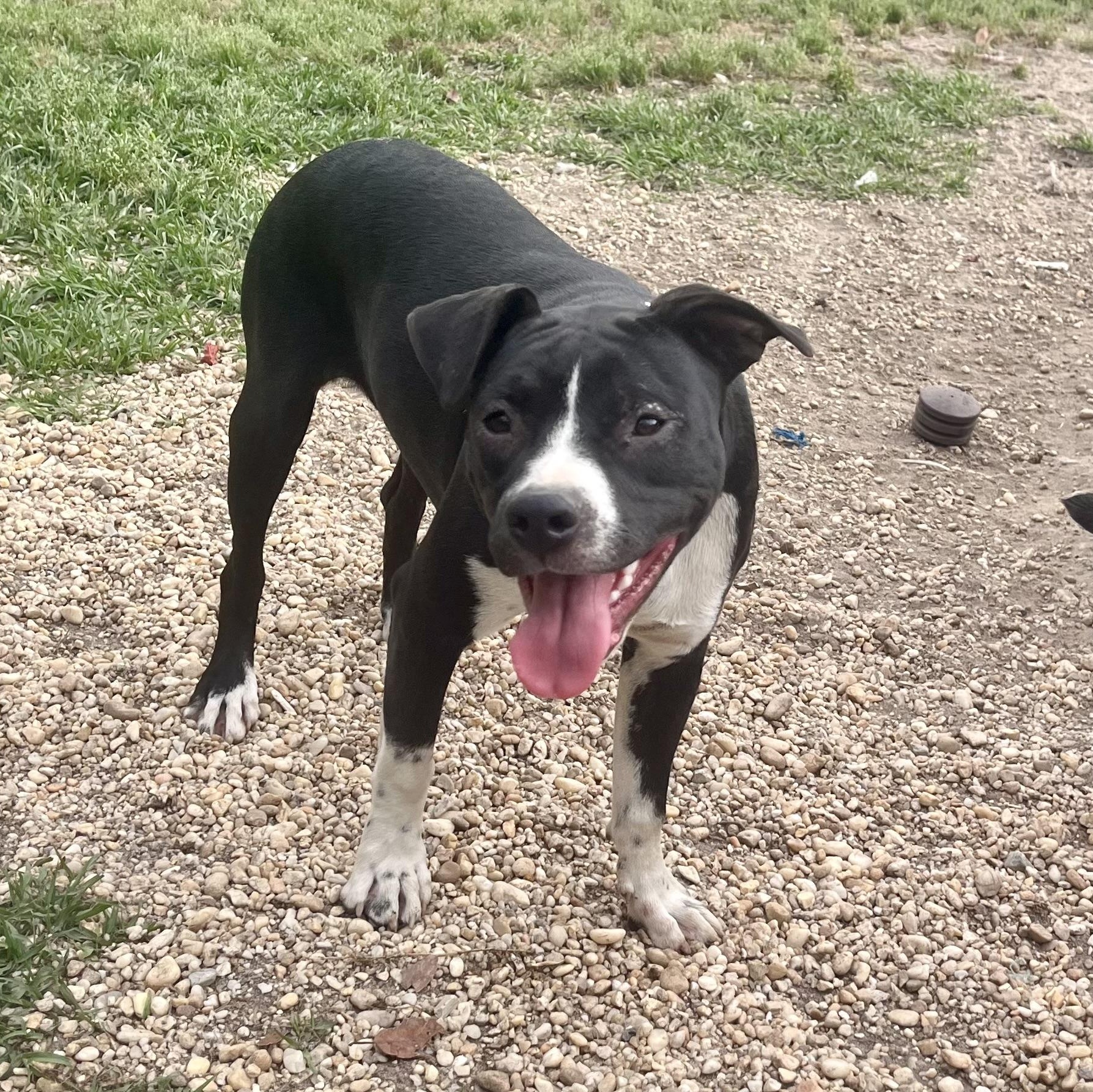 Enlarge Lisa, a Adoptable mixed breed in Brewton, AL image 3/4