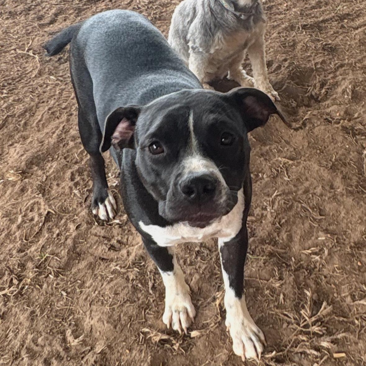 Enlarge Lisa, a Adoptable mixed breed in Brewton, AL image 2/4