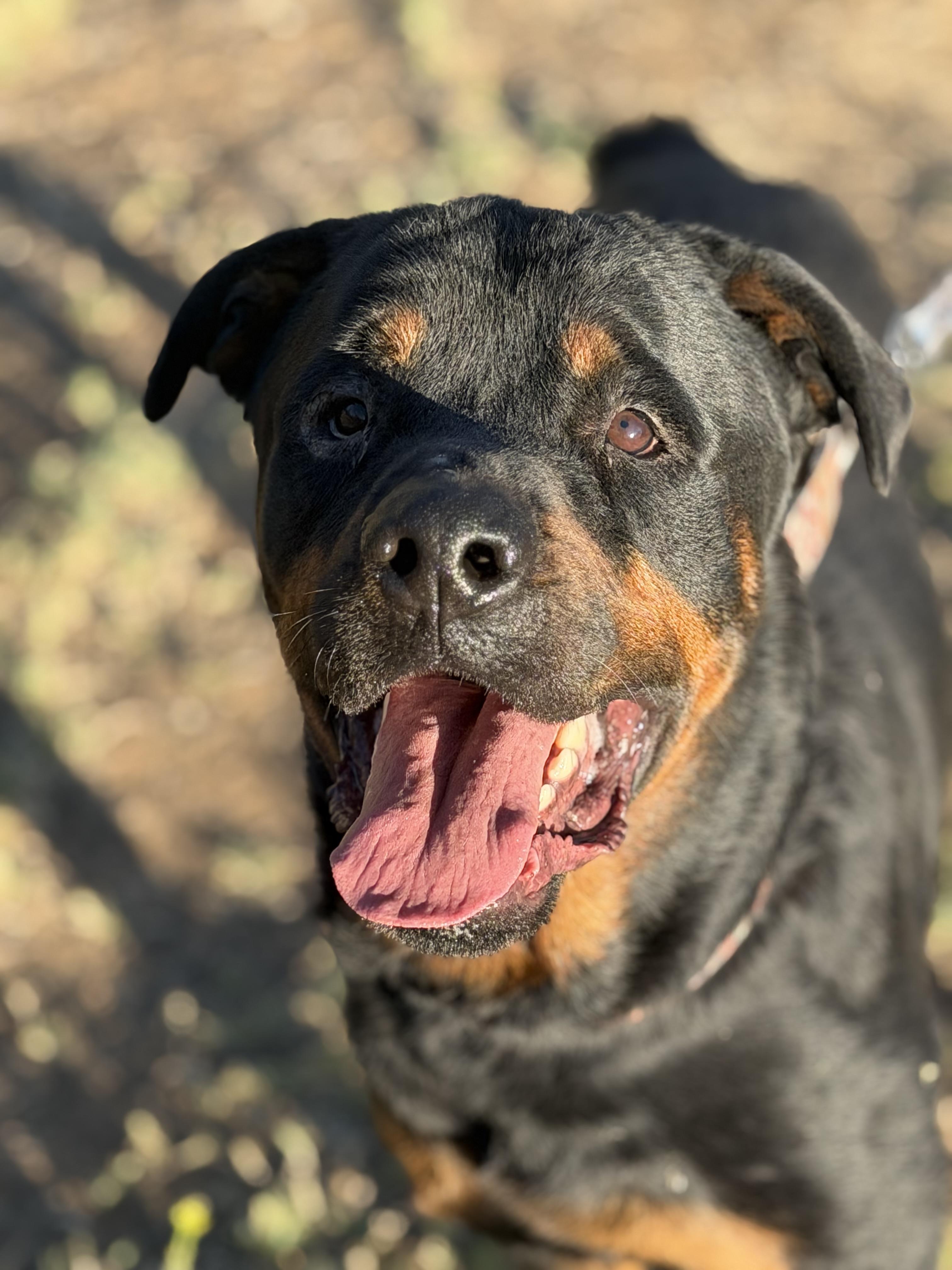 Bronx, ADOPTABLE, Young Male Rottweiler.