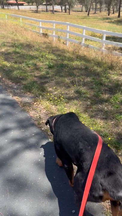 Enlarge Bronx, a ADOPTABLE Rottweiler in Ramona, CA video 2/2