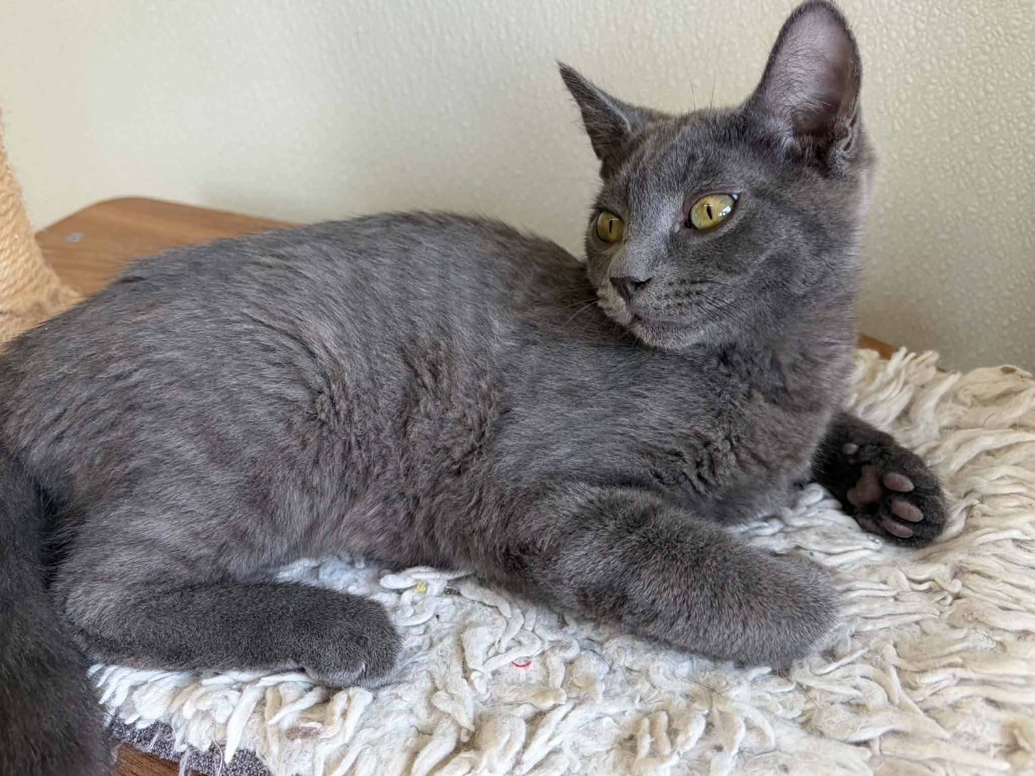 Enlarge Wuzzy, a Adoptable mixed breed in Monroe, WA image 4/6