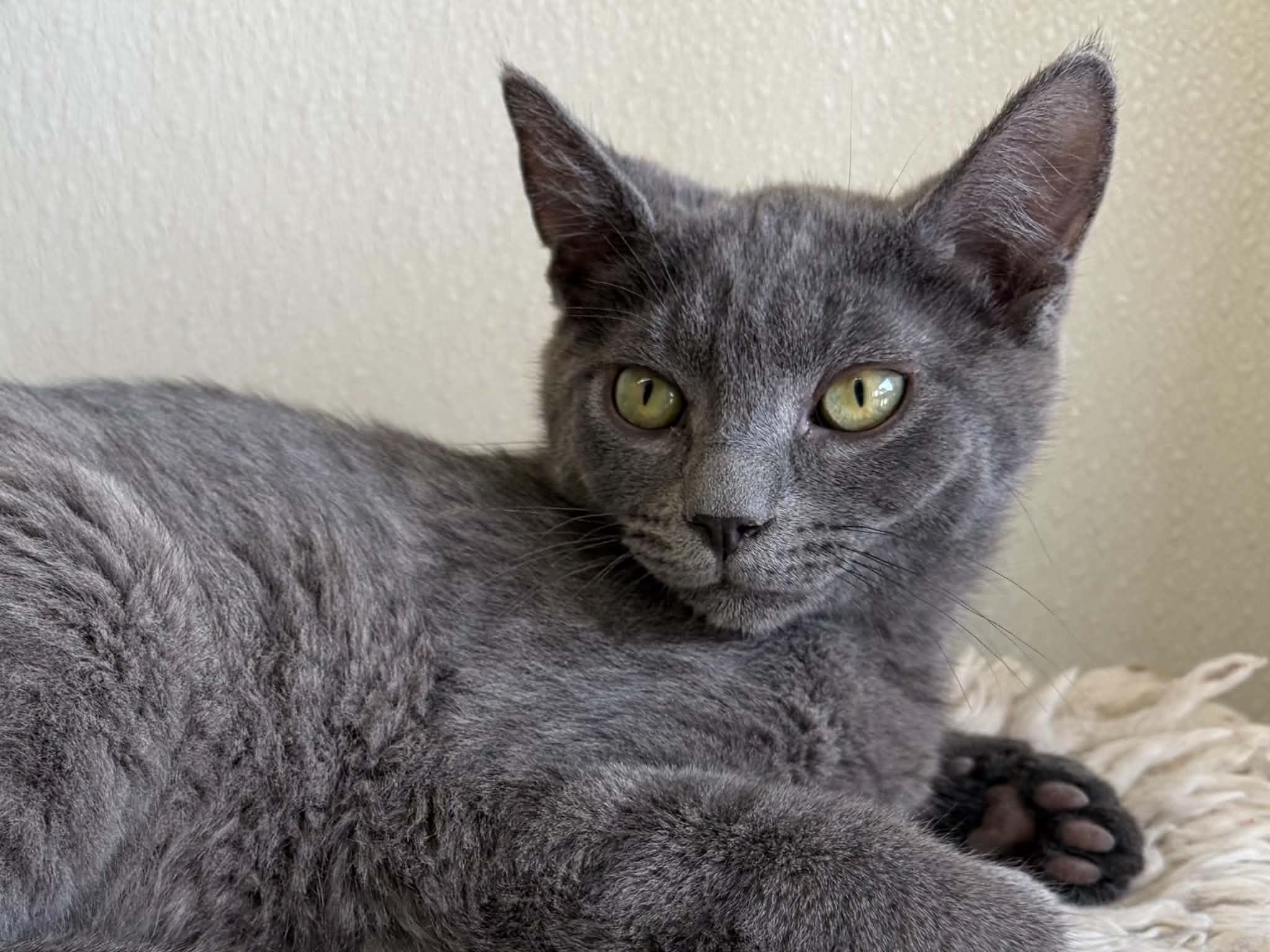 Enlarge Wuzzy, a Adoptable mixed breed in Monroe, WA image 3/6