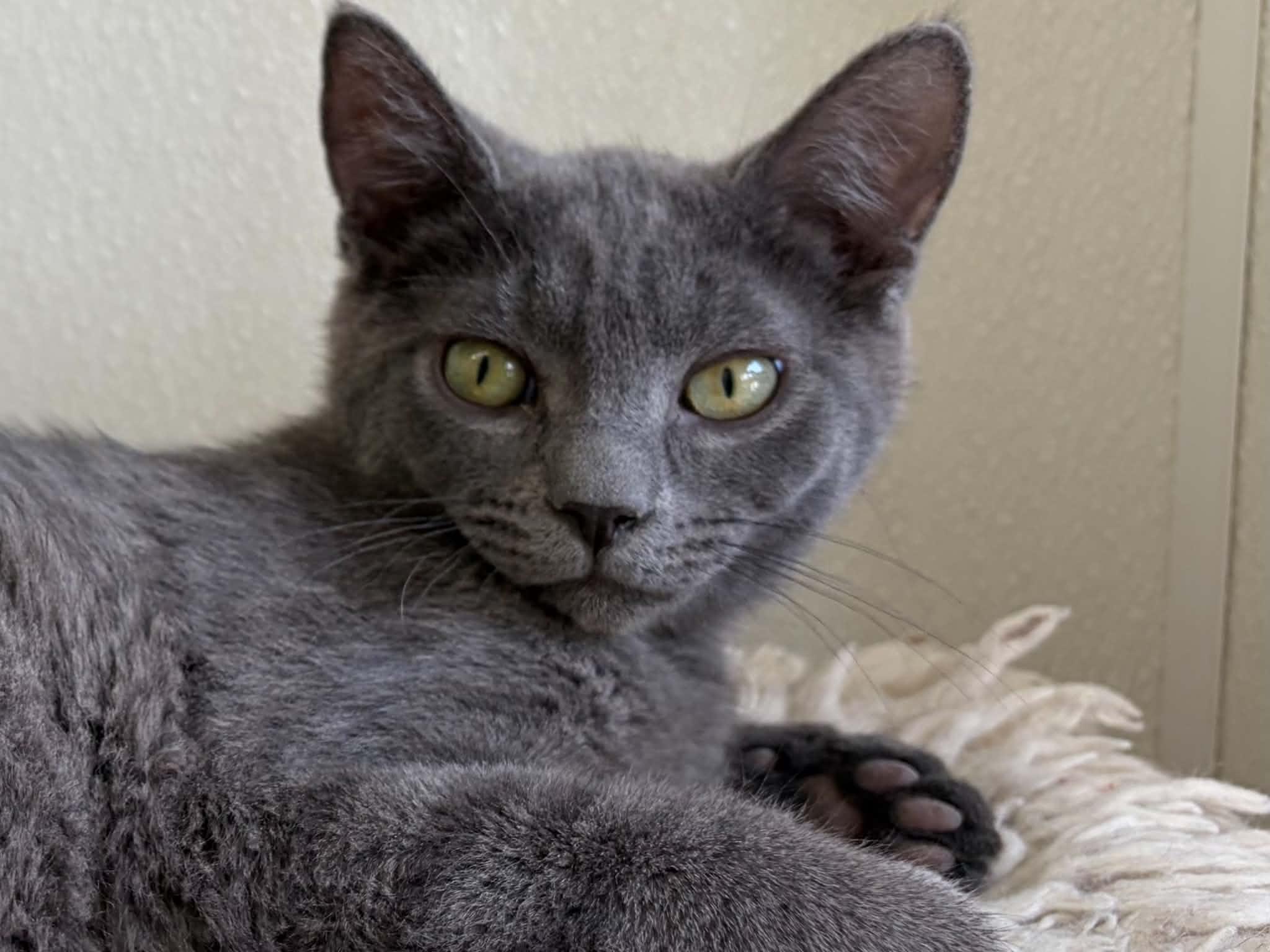 Enlarge Wuzzy, a Adoptable mixed breed in Monroe, WA image 5/6