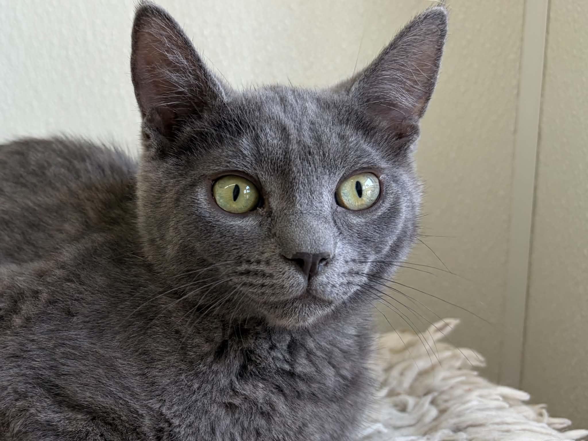 Wuzzy, Adoptable, Kitten Male Domestic Short Hair.