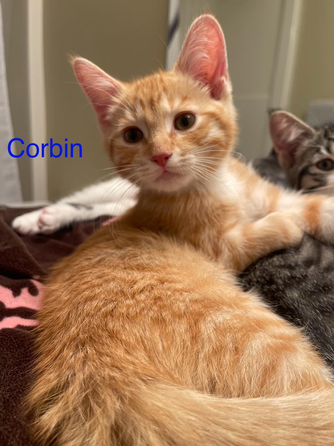 Corbin, Adopted, Young Male Domestic Short Hair.