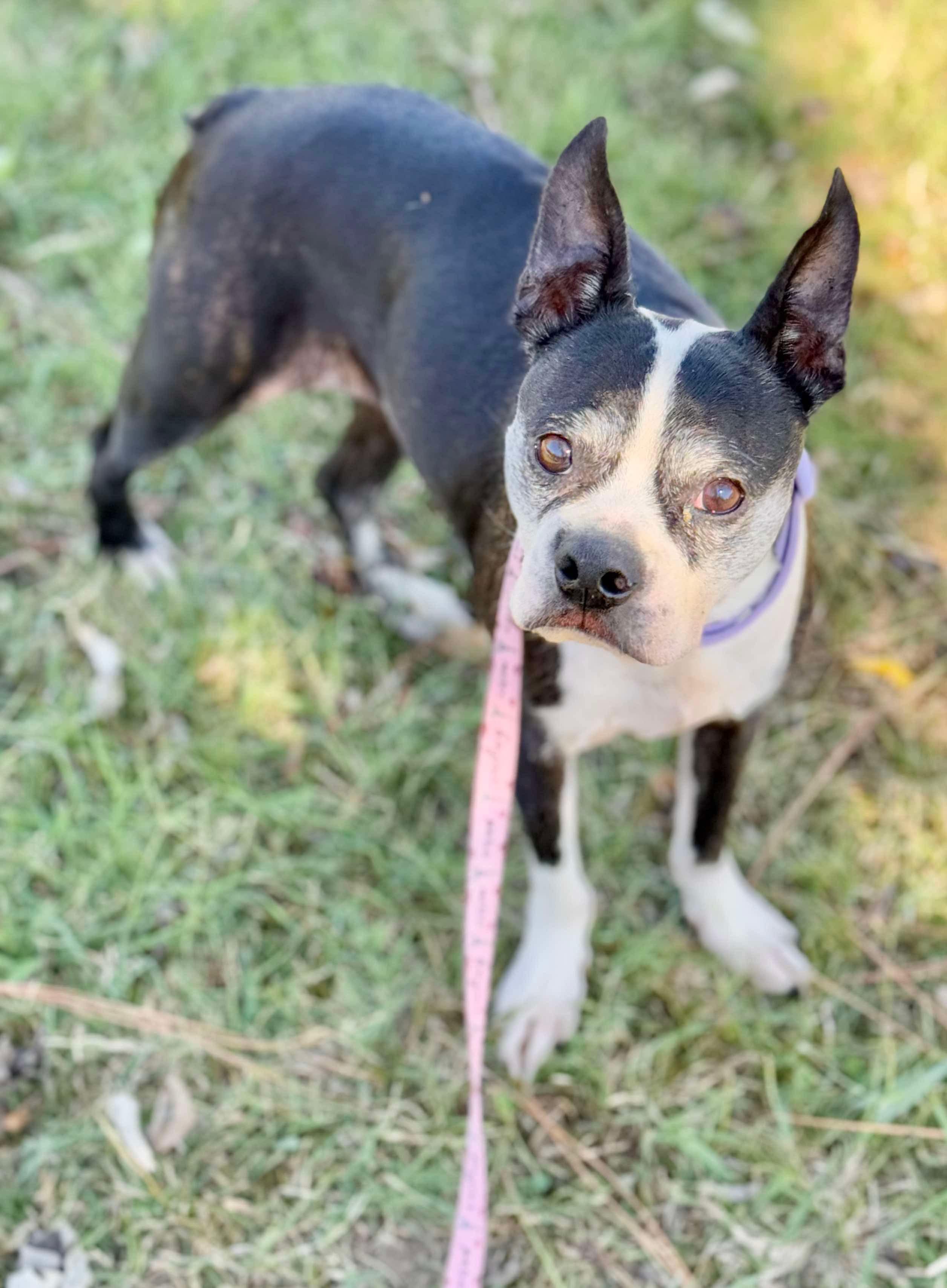 Enlarge Lilibet, a Adoptable Boston Terrier in Muskogee, OK image 1/5