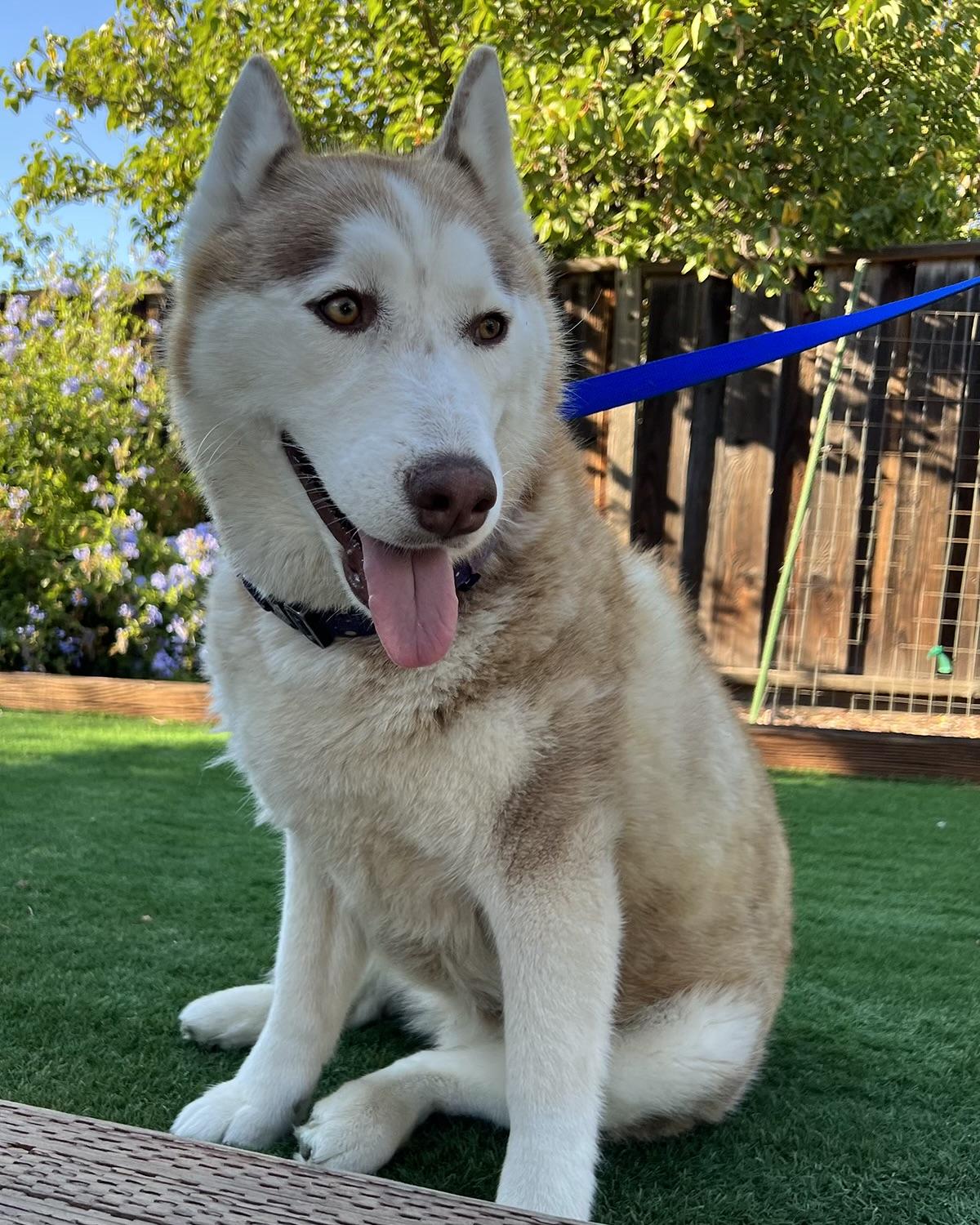 Bella, a Adoptable Siberian Husky in Fremont, CA image 2/3