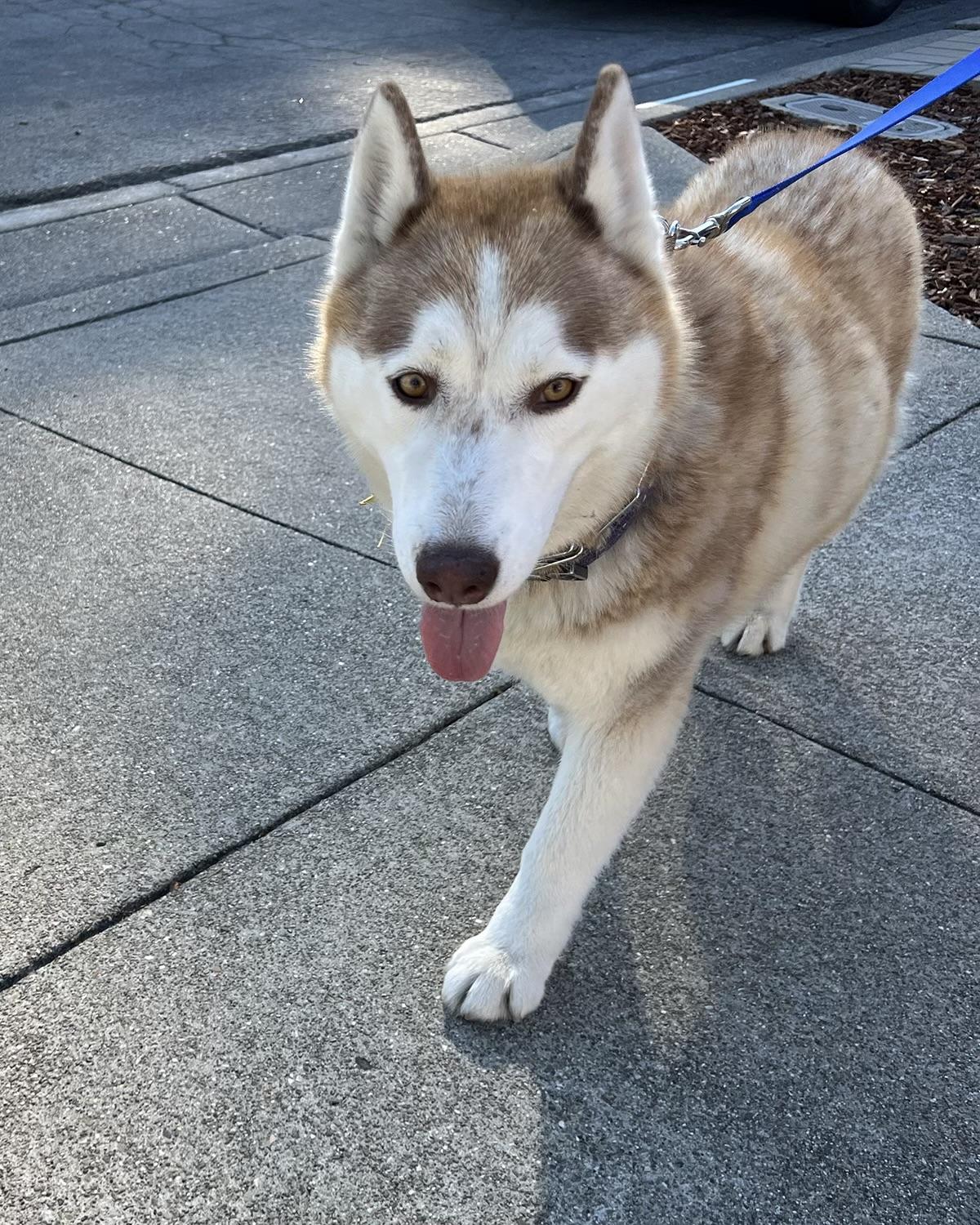 Bella, a Adoptable Siberian Husky in Fremont, CA image 3/3