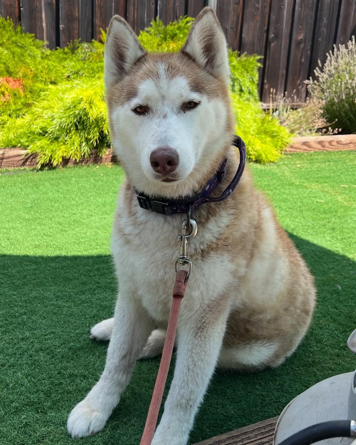 Bella, a Adoptable Siberian Husky in Fremont, CA image 1/3