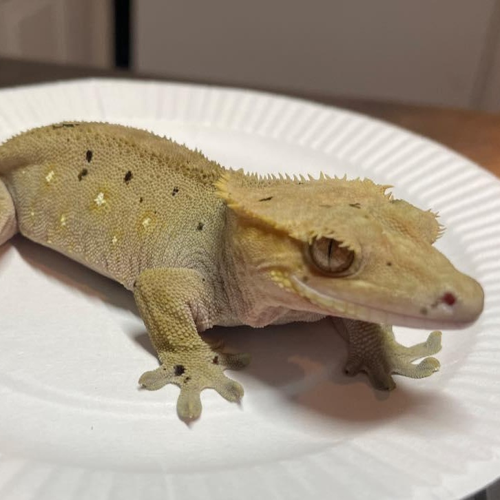 Artt, Adoptable, Adult Male Gecko.