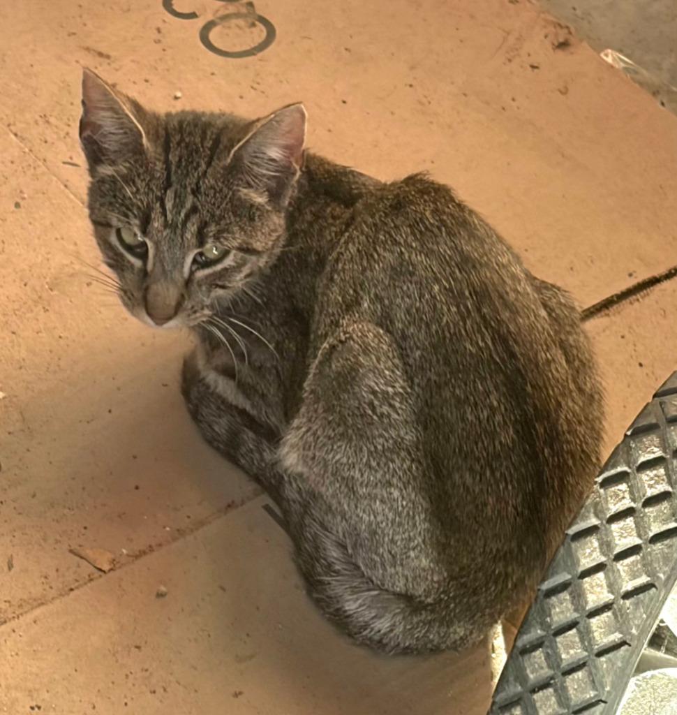 Gracelynn - pre adoption, Adopted, Kitten Female Domestic Short Hair.