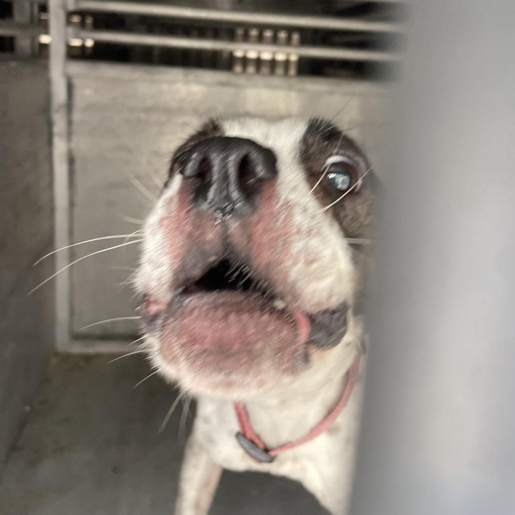 Beary, Adoptable, Adult Female Boston Terrier & Mixed Breed.