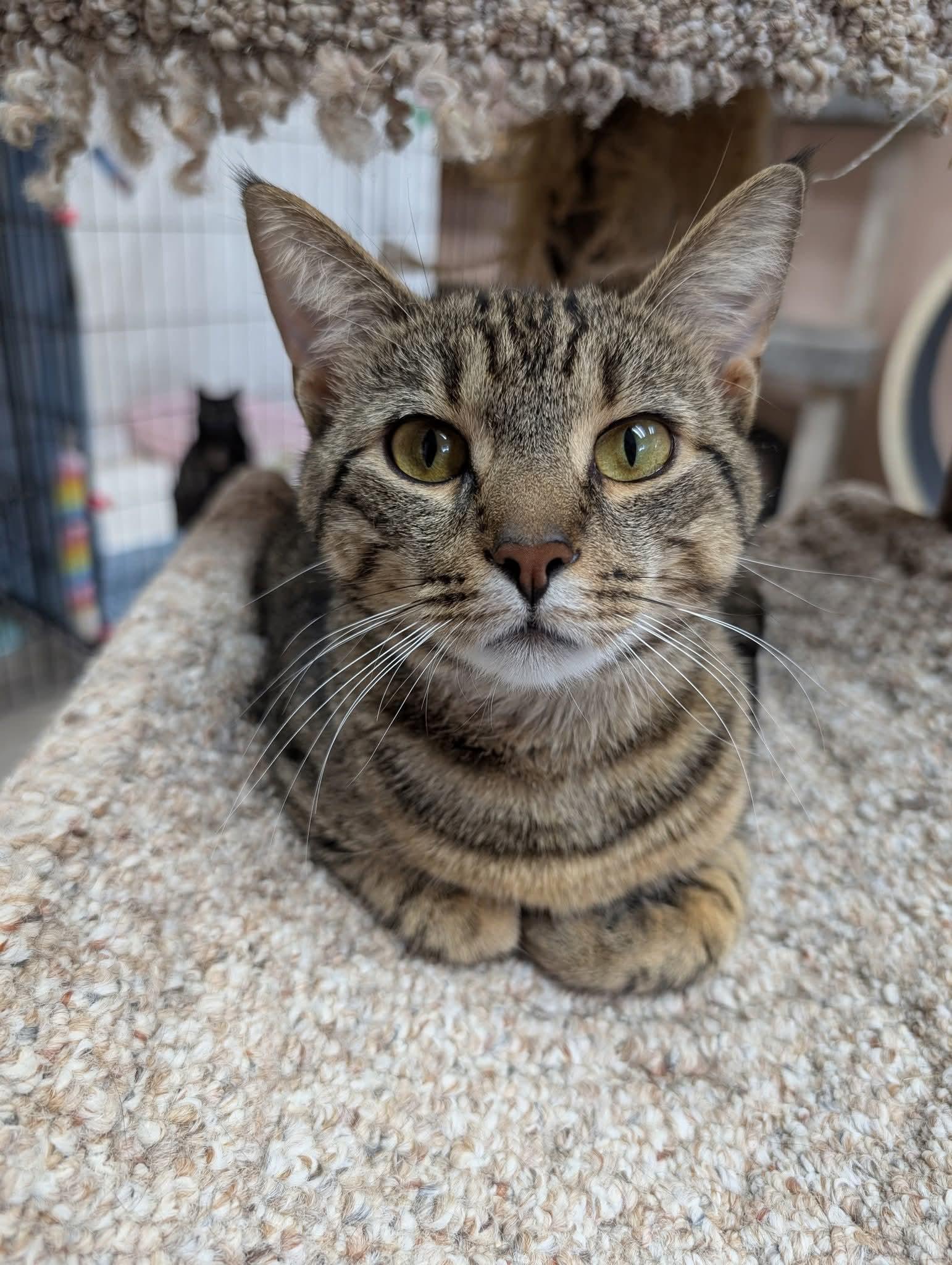 Emmitt, Young Male unknown