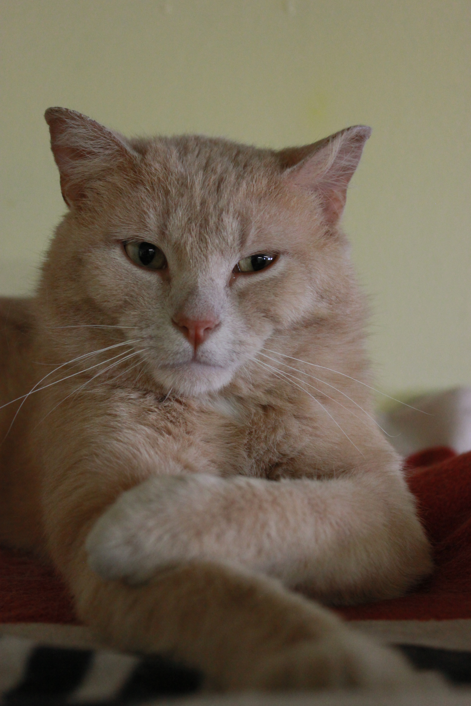 Burt, a Adoptable Domestic Short Hair in New Richmond, WI image 1/4