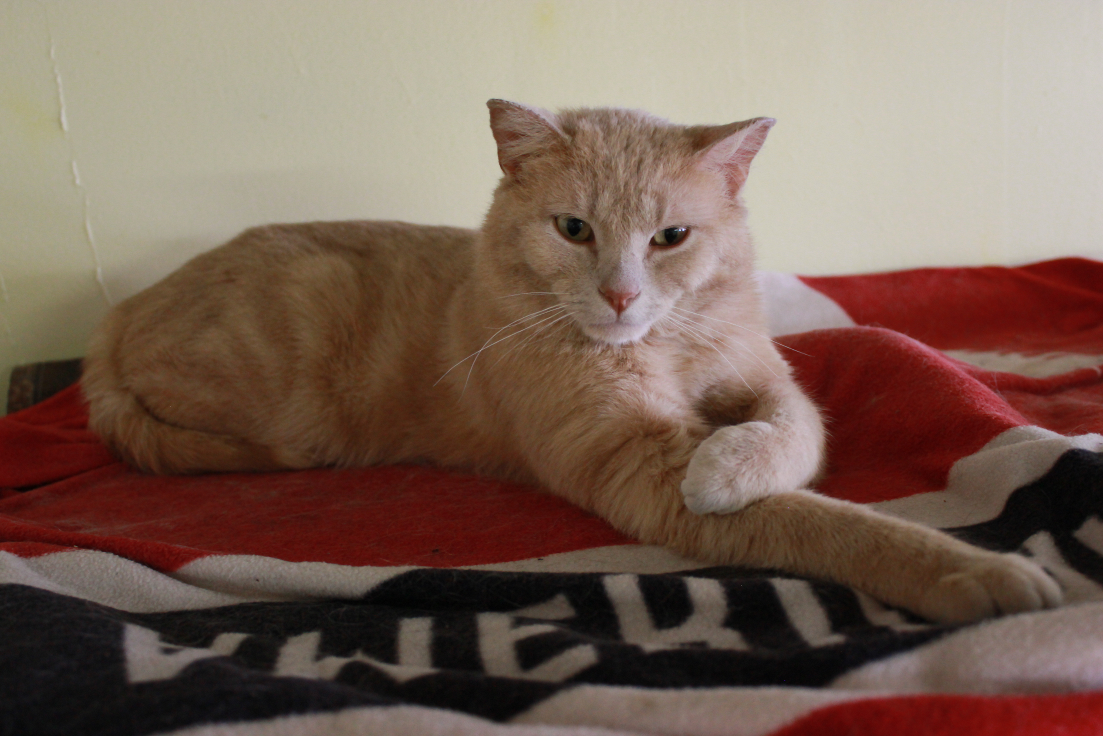 Burt, a Adoptable Domestic Short Hair in New Richmond, WI image 2/4