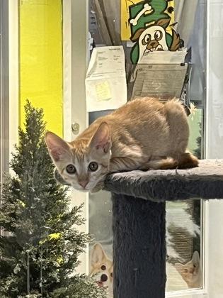 Keke, Adoptable, Kitten Female Domestic Short Hair & Domestic Short Hair.