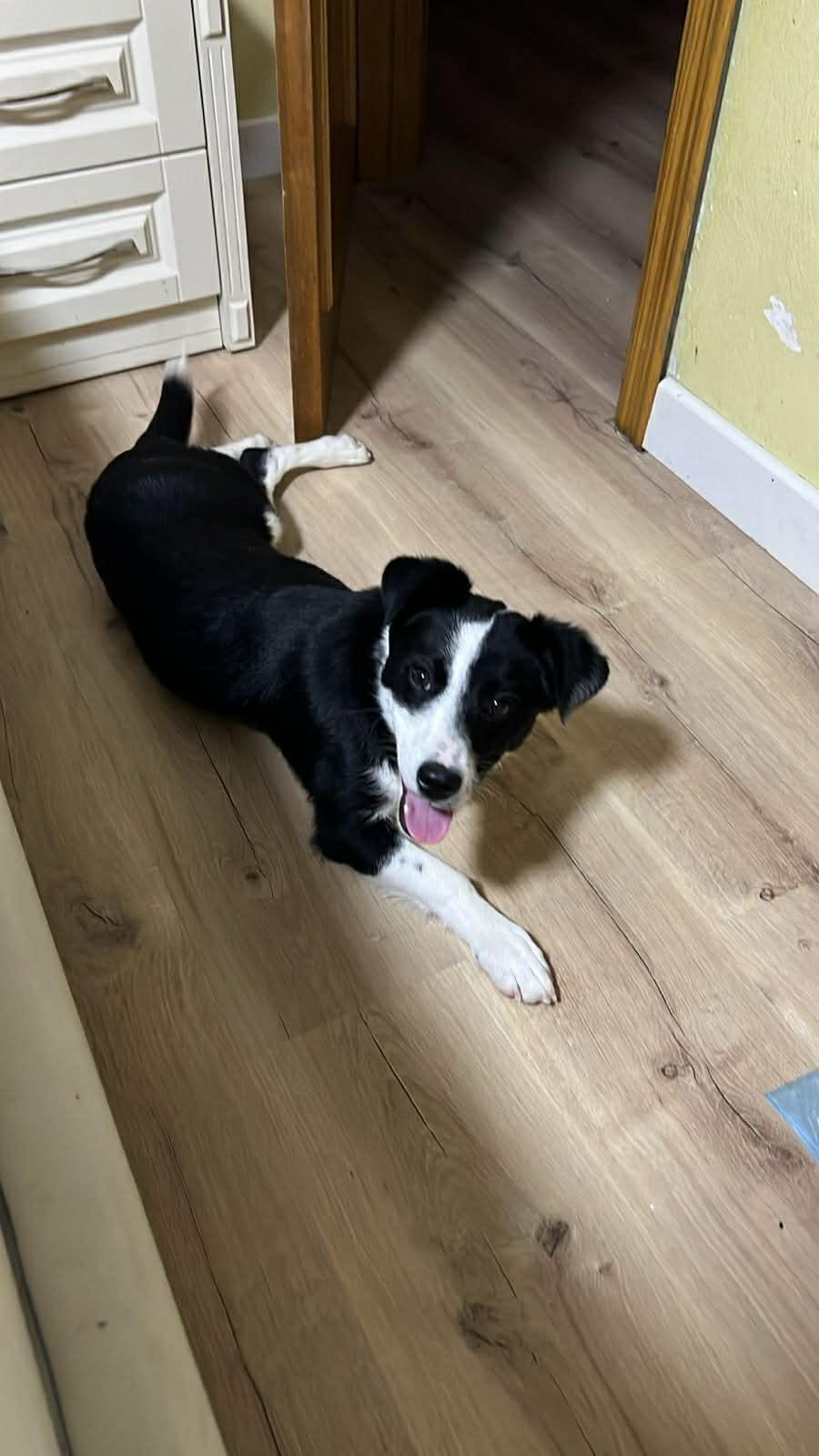 Enlarge Yuki, an adopted mixed breed in New York, NY image 6/6
