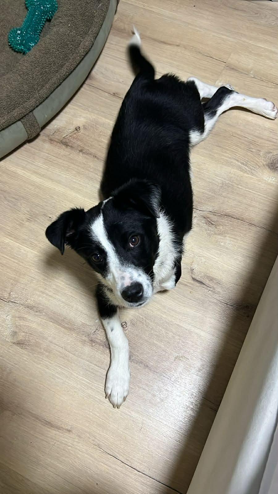 Enlarge Yuki, an adopted mixed breed in New York, NY image 2/6