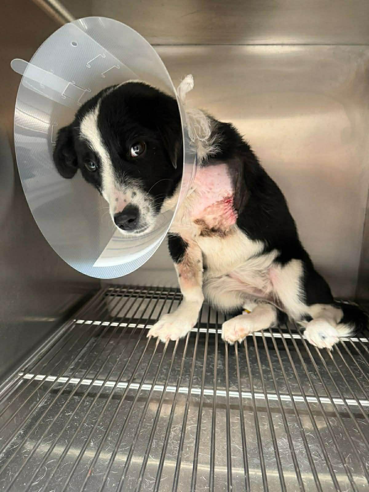 Yuki, adopted, Young Female Border Collie.