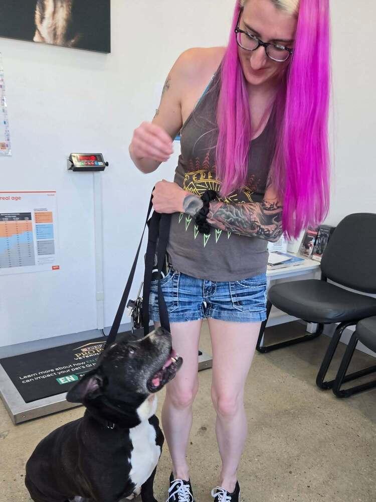 Enlarge cierra, a Adoptable mixed breed in sylmar, CA image 1/3